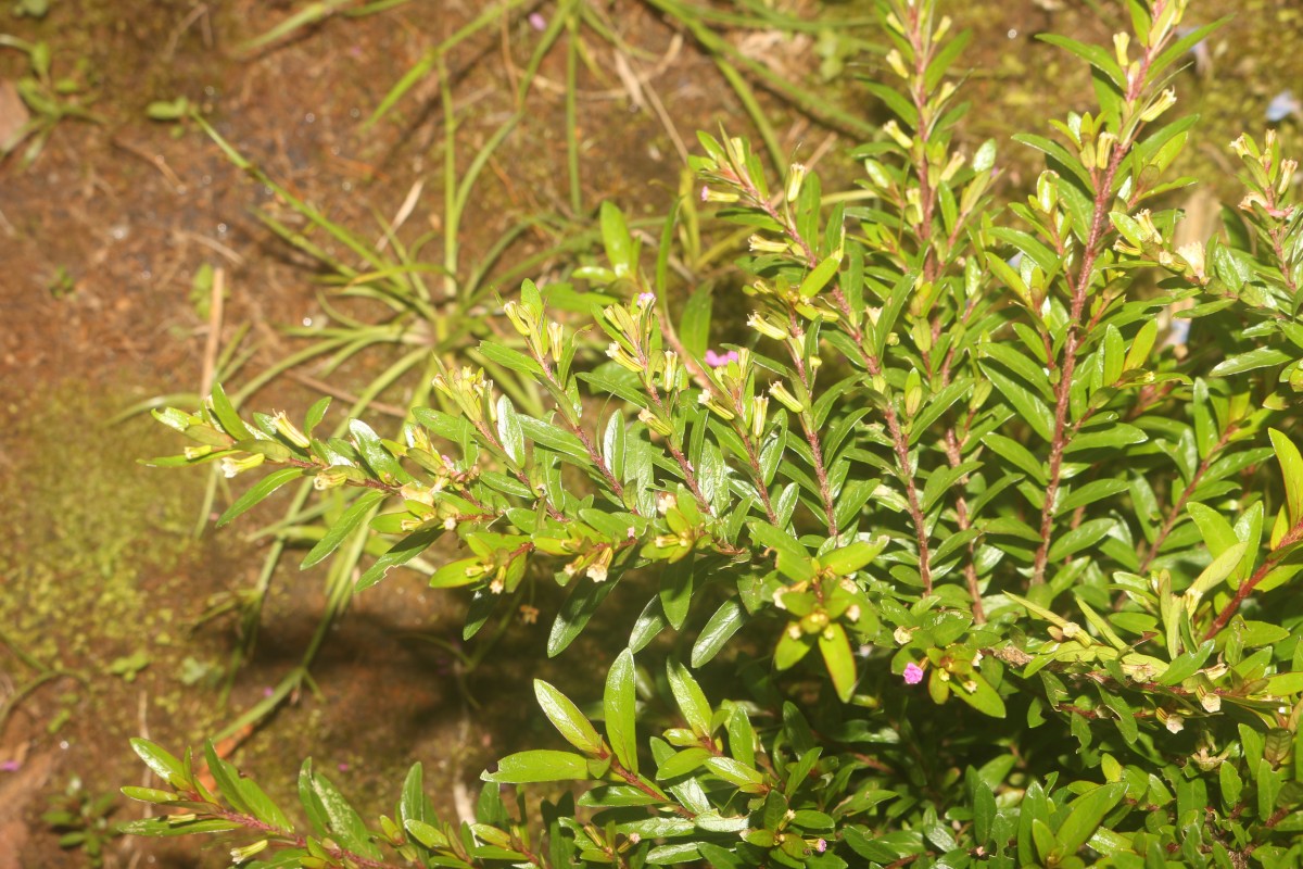 Cuphea hyssopifolia Kunth